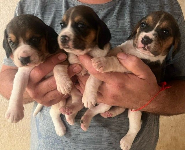 Des Hauts De Milhac - Chiot disponible  - Beagle