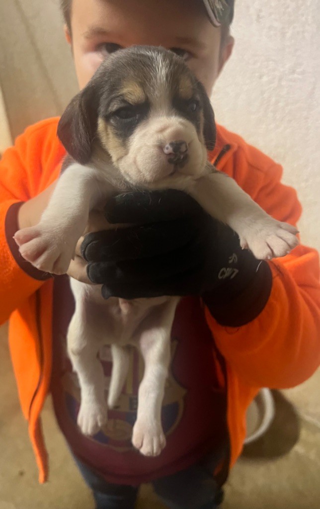 Des Hauts De Milhac - Chiot disponible  - Beagle