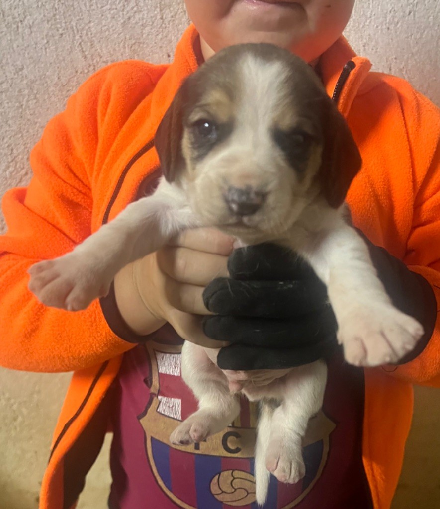 Des Hauts De Milhac - Chiot disponible  - Beagle