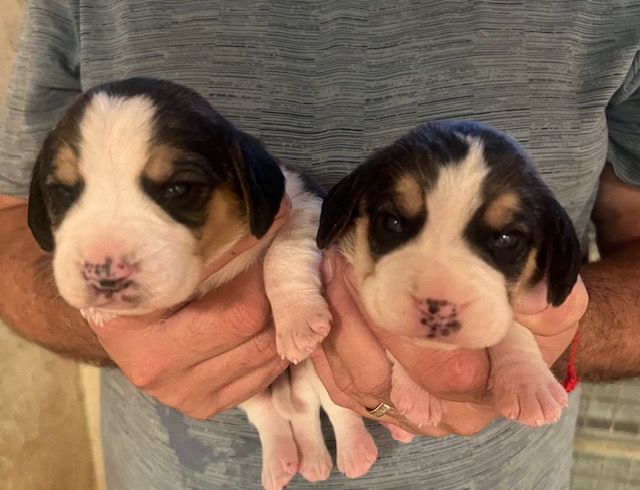 chiot Beagle Des Hauts De Milhac