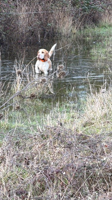 A limited edition dit Arome De La Meute D'astérion