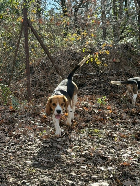 Astuce Des Hauts De Milhac