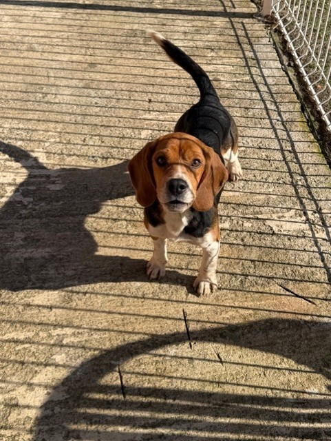 CH. T'BUZZ Des Hauts De Milhac